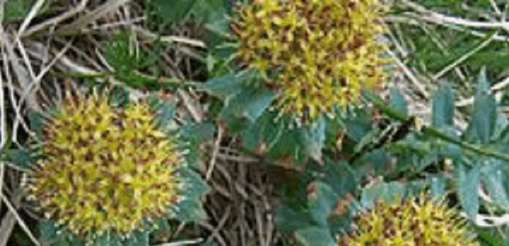 L'orpin rose, la plante apaisante