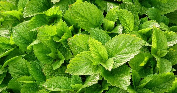Les bienfaits de la Mélisse
