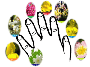 Complémentarités entre EFT et Fleurs de Bach