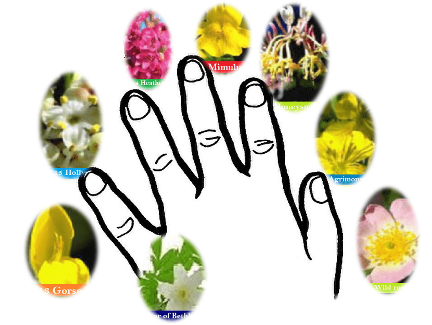 Complémentarités entre EFT et Fleurs de Bach