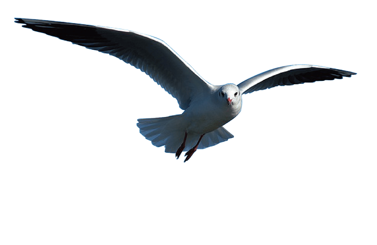 Et si la liberté se trouvait dans le moment présent