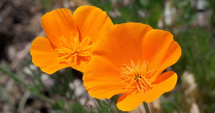 Eschscholtzia pour bien dormir. Découvrez 3 plantes essentielles pour dormir