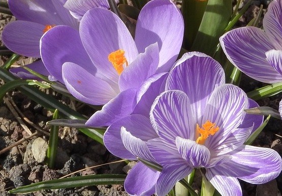 Le Sfarn pour l'équilibre psychologique