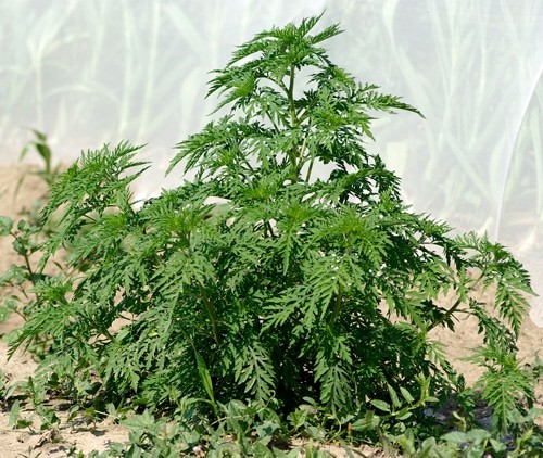 Allergie à l'ambroisie