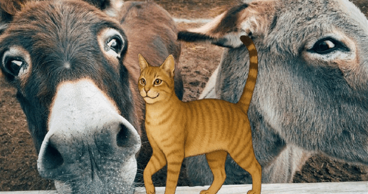 Pratiquer l'EFT sur les animaux