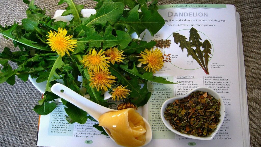 Formation en ligne Plantes médicinales