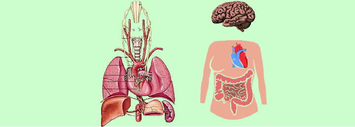 La théorie polyvagale : comprendre, intégrer et agir